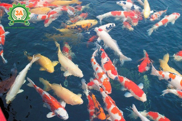 10 cach nuoi ca koi 01