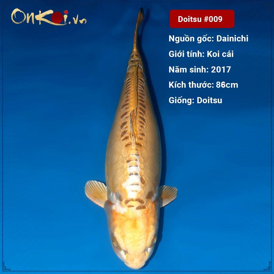 1 009 koi doitsu 86 cm 3 tuoi nu