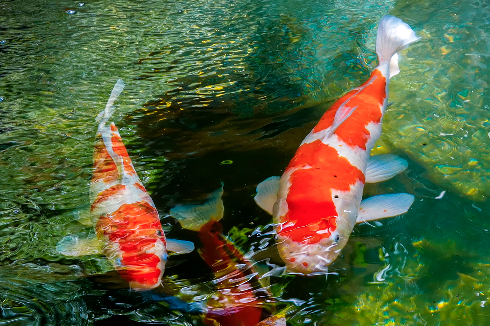 1 274350 1600x1066 koi fish pond 1496