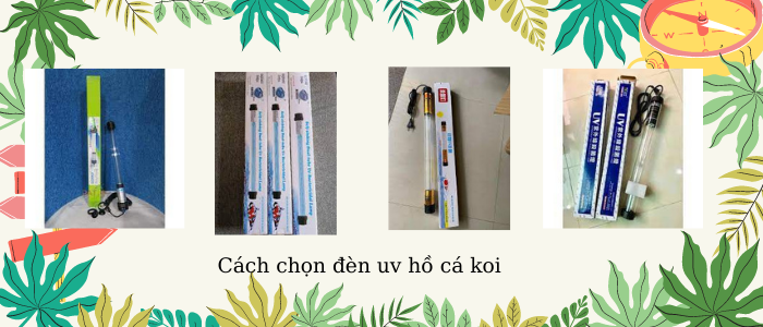 1 Cach chon den uv ho ca koi