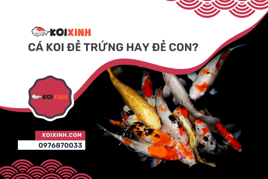 1 Koixinh.com Ca Koi de trung hay de con THUMB