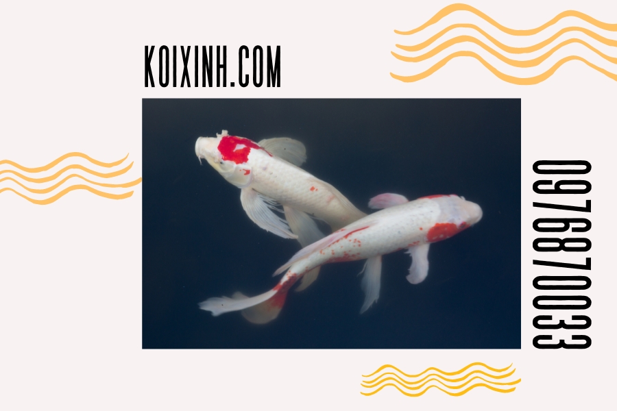 1 Koixinh.com Cac loai ca co the nuoi chung ca Koi THUMB