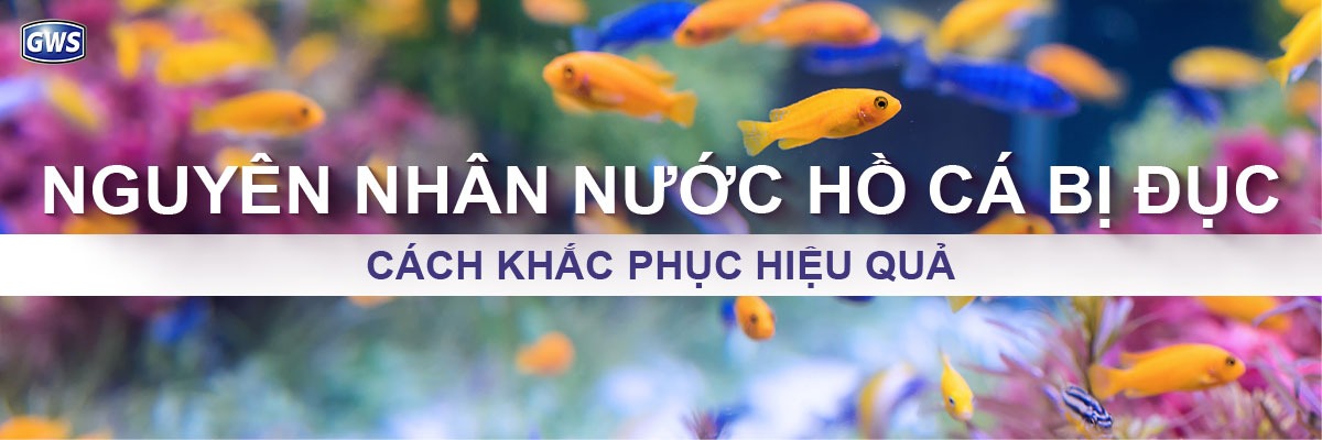 1 Nguyen nhan nuoc ho ca bi duc va cach khac phuc hieu qua