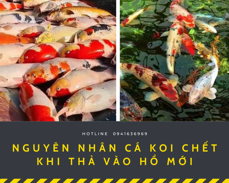 1 Nguyen nhan ca Koi chet