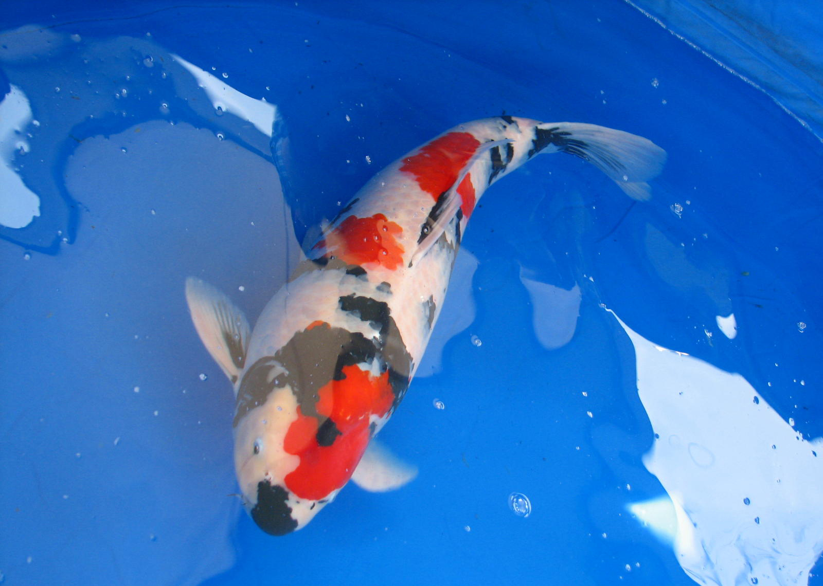 1 Showa Koi