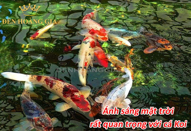 1 anh sang mat troi quan trong voi ca Koi