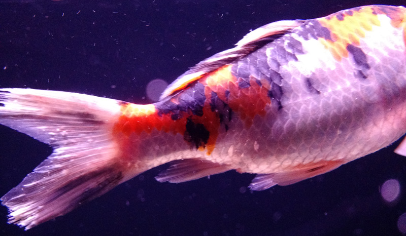 1 benh Tail rot o ca koi.jpg