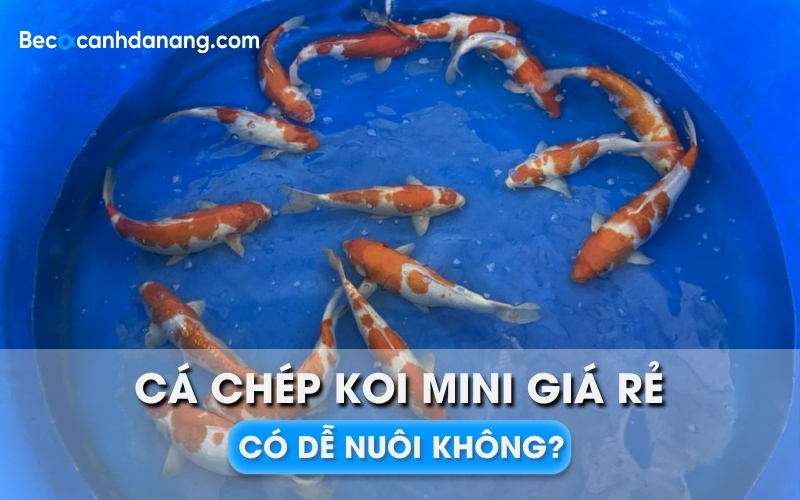 1 ca chep Koi mini gia re 01