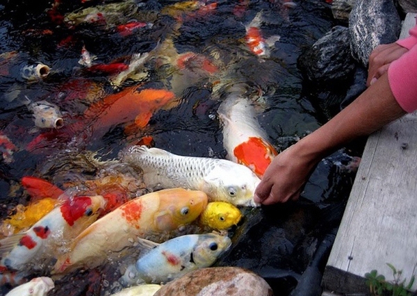 1 ca chep nhat koi