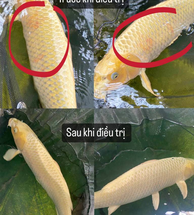 1 ca koi bi xuat huyet 3