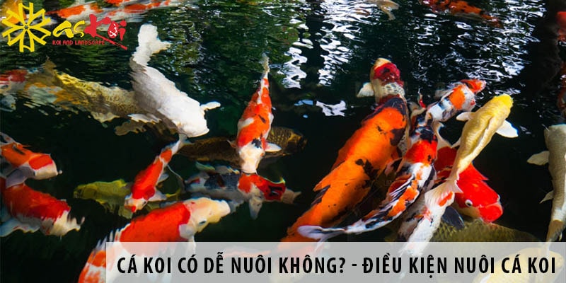 1 ca koi co de nuoi khong dieu kien nuoi ca koi sinh truong tot