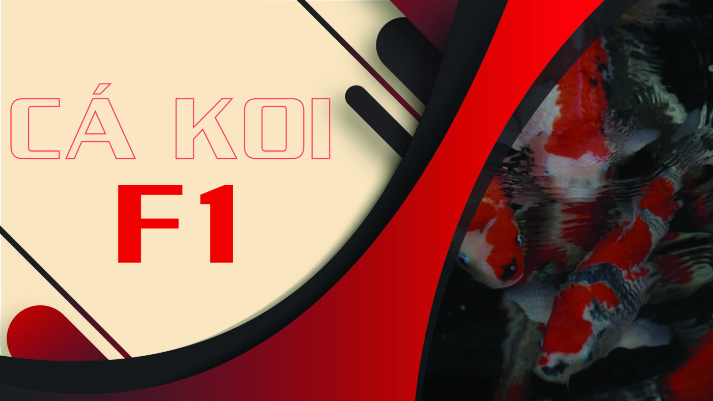 1 ca koi f1