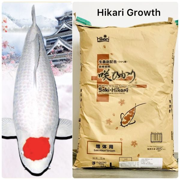 1 growth hikari 9a8280d24fea442bb4f426d70afa681a grande