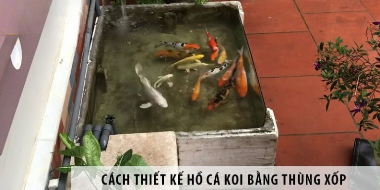 1 nuoi ca koi trong thung