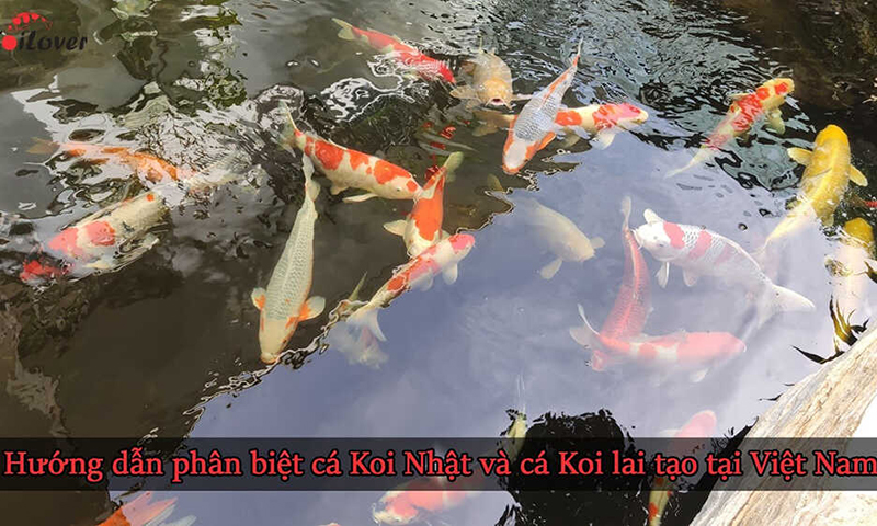 1 phan biet ca koi 2 20200729113154594