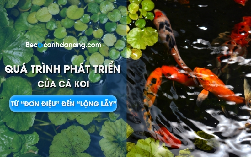 1 qua trinh phat trien cua ca Koi 01