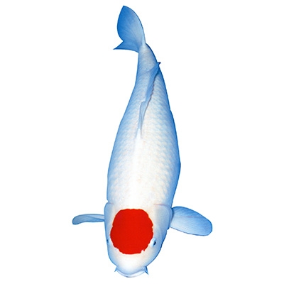 1 tancho kohaku category