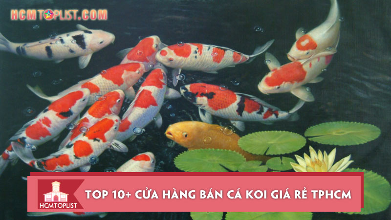 1 top 10 cua hang ban ca koi gia re tp hcm duoc ua chuong nhat