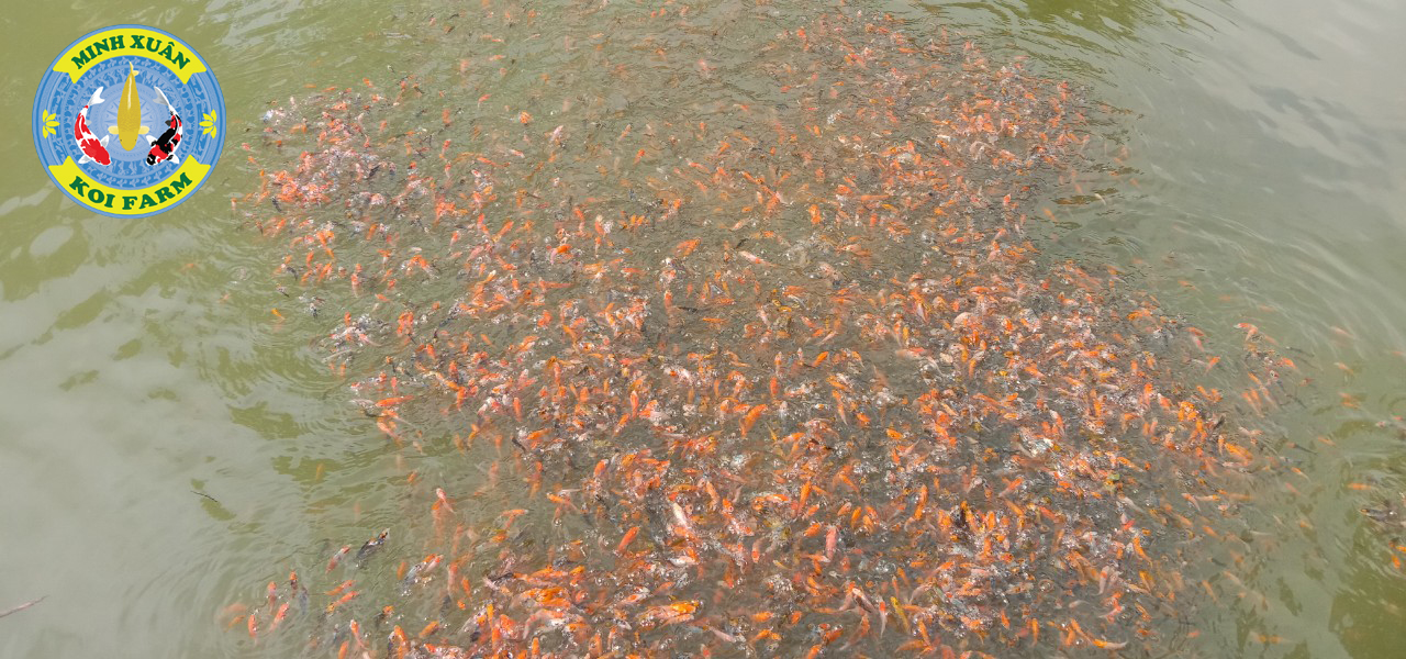 20 KOI MINI HO