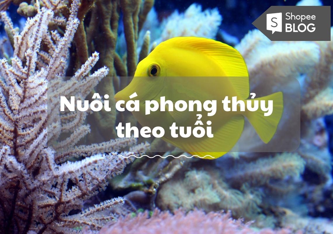 291d5dfc nuoi ca phong thuy