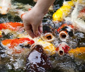 2 koi mini size 10 cm