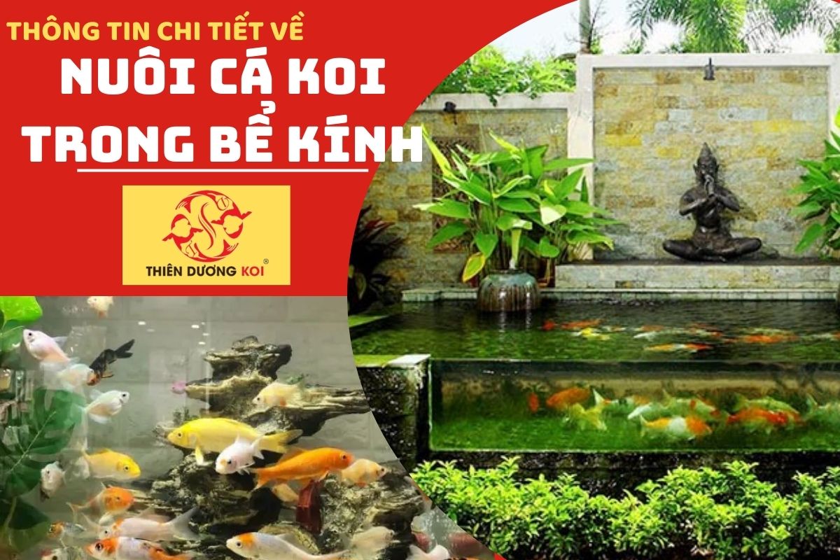 2 nuoi ca koi trong be kinh