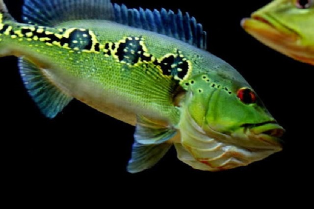 3 Cichla orinocencis