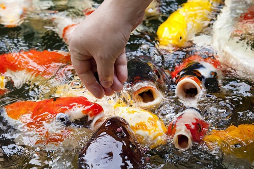 3 koi feeding