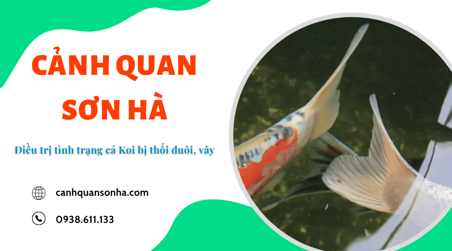 4 buoc dieu tri tinh trang ca koi bi thoi duoi thoi vay 2 4179 8118