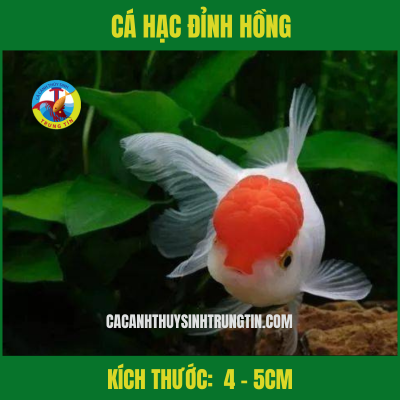 CA HAC DINH HONG 3 1