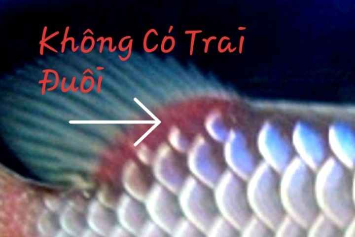 Ca rong khong co trai duoi