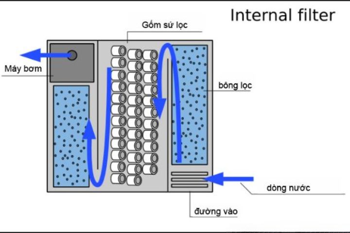 Can co he thong loc nuoc dam bao va thay nuoc dinh ky cho ho ca