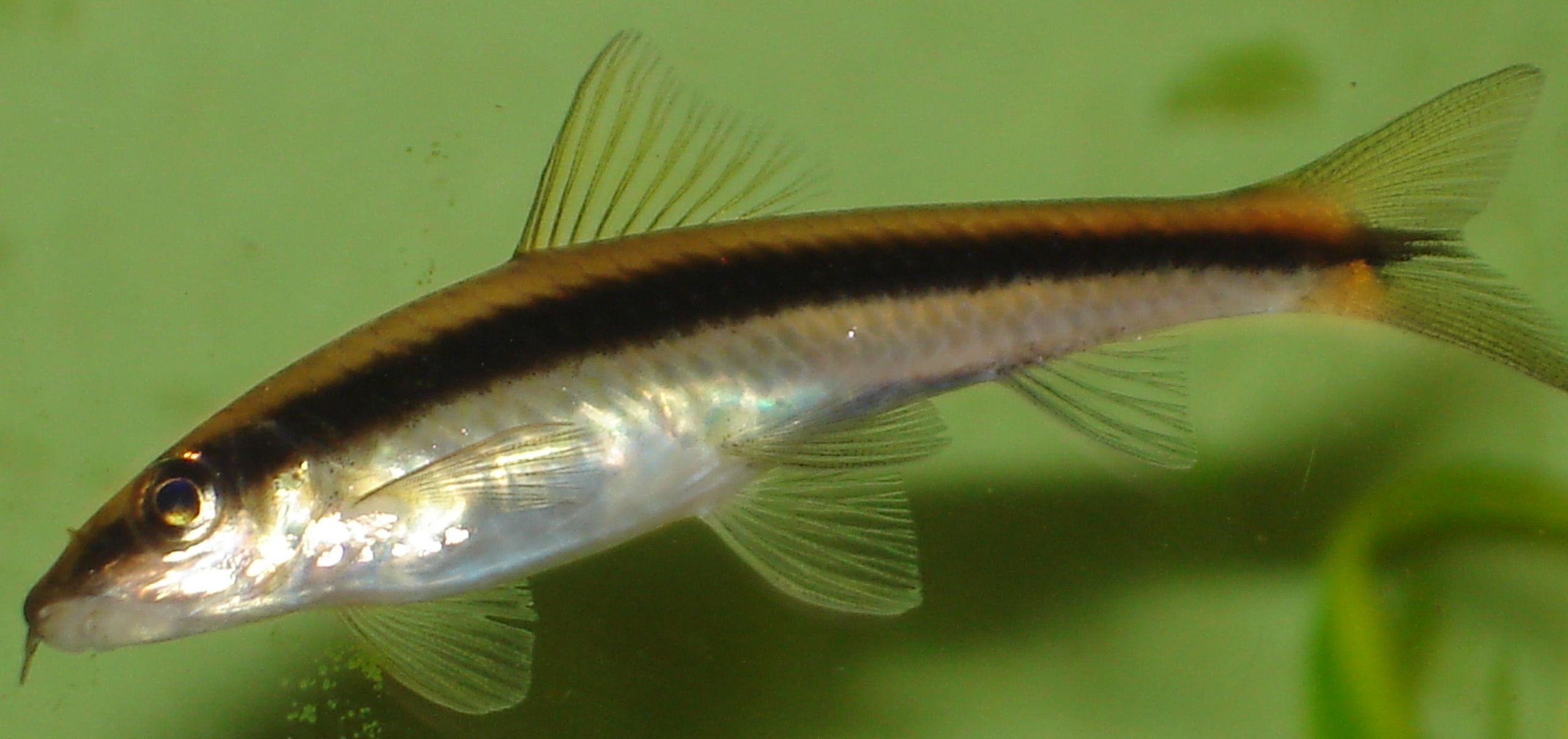 Crossocheilus siamensis