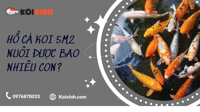 Ho ca koi 5m2 nuoi duoc bao nhieu con 1