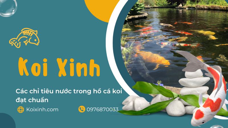 Koixinh Anh dai dien Cac chi tieu nuoc trong ho ca koi dat chuan