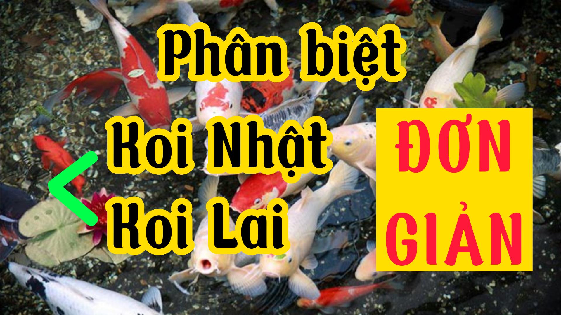 Phan biet Koi Cover