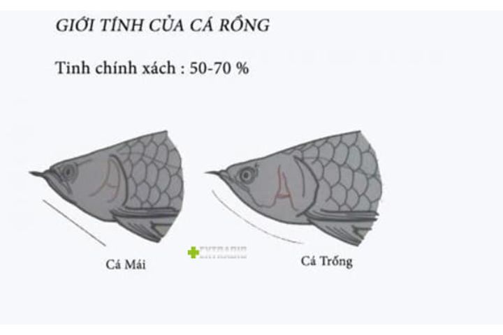 Phan biet gioi tinh ca rong