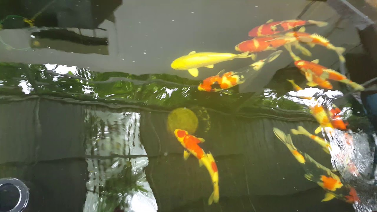 AS Koi Farm: Nuôi Cá Chép Nhật Bản Uy Tín, Chất Lượng