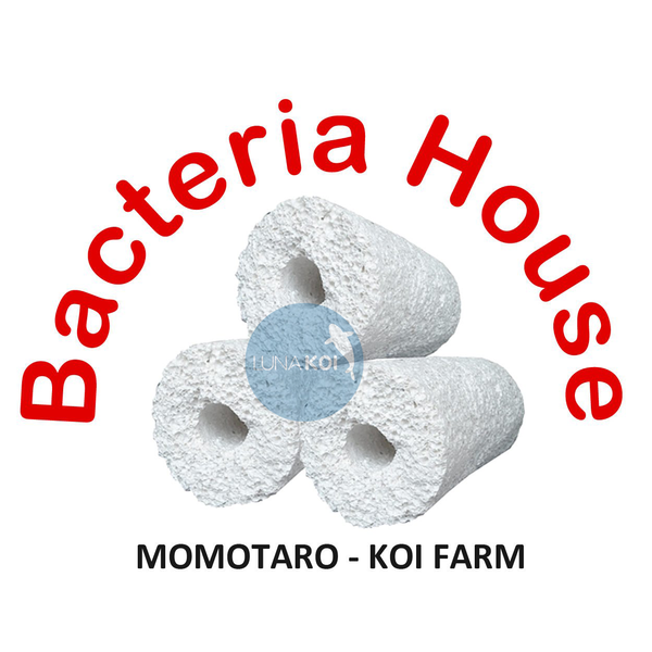 bacteria house momotaro vat lieu loc tot nhat the gioi ho ca koi