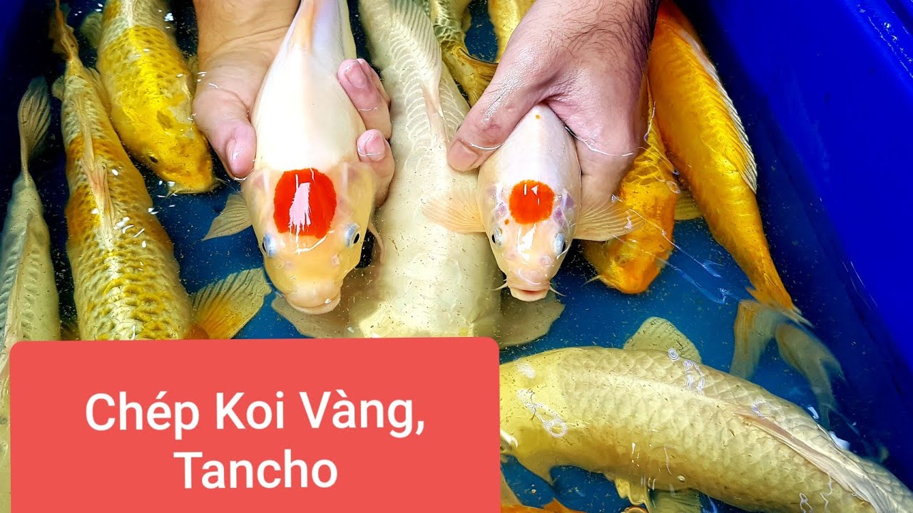 Bán Cá Koi Nhật 20cm - 40cm: Hướng Dẫn Chọn & Chăm Sóc