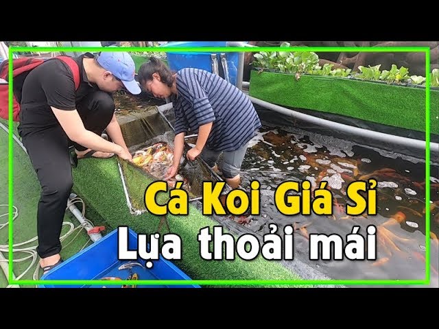 Bán Sỉ Cá Koi Theo Kg: Bí Kíp Chọn Cá Chất Lượng