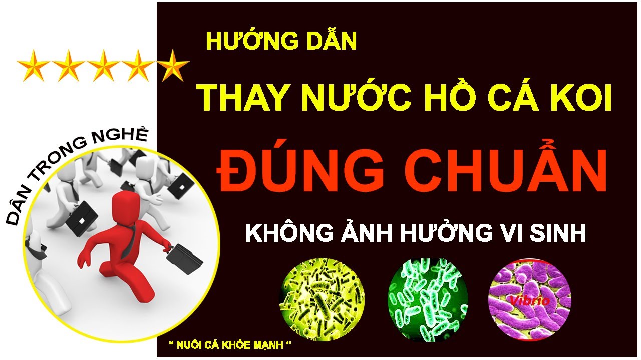 Bao Lâu Nên Thay Nước Hồ Cá Koi?