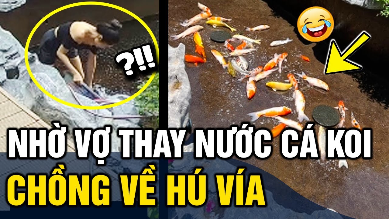 Bật Mí Các Địa Điểm Bán Cá Koi Uy Tín Tại Sông Cầu