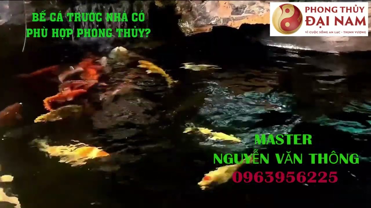 Bể Cá Koi Trước Cửa Nhà: Phong Thủy May Mắn & Hướng Dẫn Chi Tiết