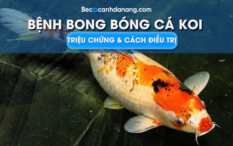 benh bong bong ca Koi 01