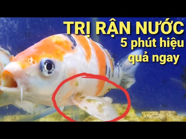 Bệnh Giận Nước Ở Cá Chép Koi: Triệu Chứng, Nguyên Nhân, Phòng Ngừa Và Điều Trị