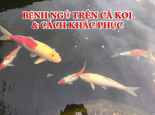 benh ngu cua ca koi 1