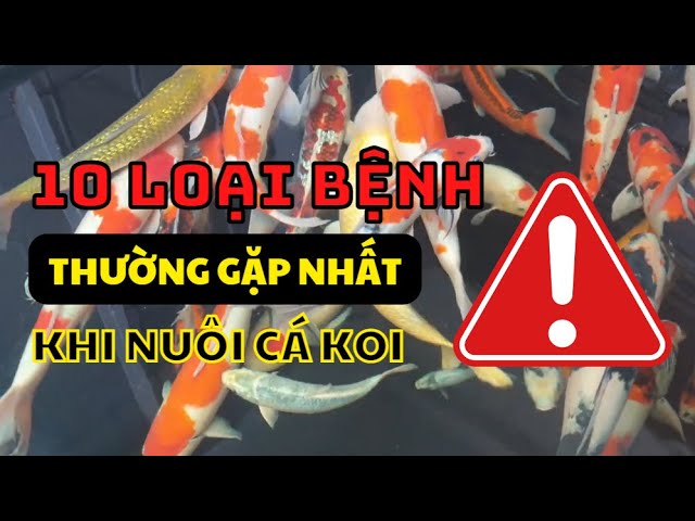 Bệnh thường gặp ở cá Koi: Nguyên nhân, triệu chứng và cách điều trị