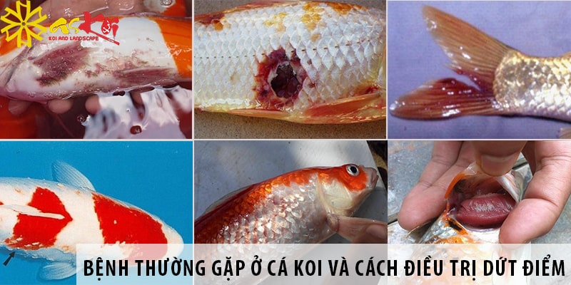 benh thuong gap o ca koi va cach dieu tri