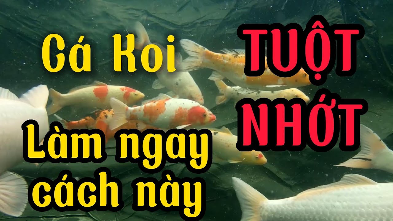 Bệnh Tuột Nhớt Ở Cá Koi: Nguyên Nhân, Triệu Chứng, Cách Chữa Trị & Phòng Ngừa